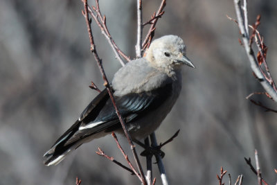 Clark's Nutcracker