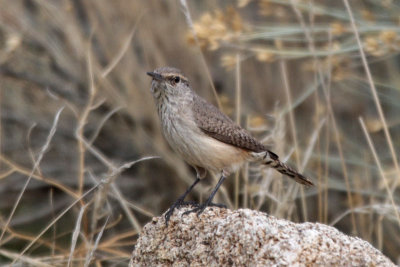 Rock Wren