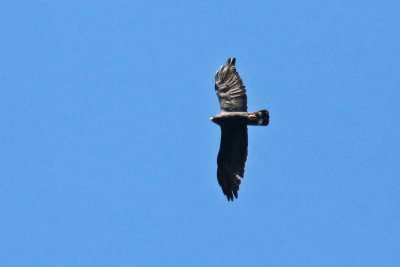 Zone-tailed Hawk