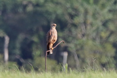 Savanna Hawk