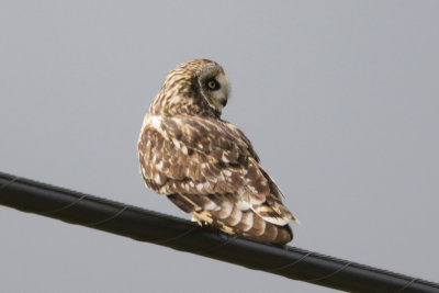 Pueo (Hawaiian Owl)