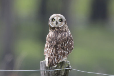 Pueo (Hawaiian Owl)