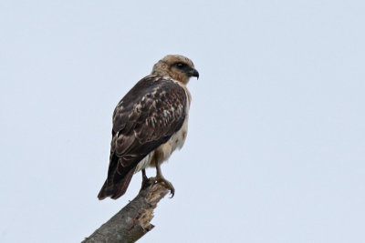 `Io (Hawaiian Hawk)