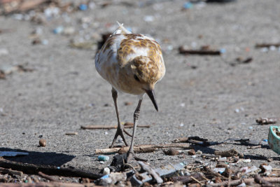 Leucistic Kolea (Pacific Golden Plover)