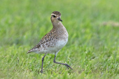 Kolea (Pacific Golden Plover)