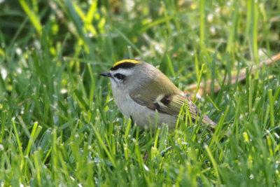 Golden-crowned Kinglet