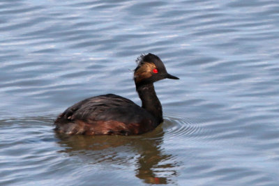 Eared Grebe 