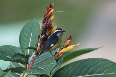 Bananaquit