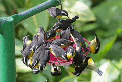 Bananaquits