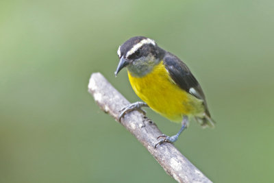Warblers, Bananaquits