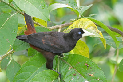 Blackbirds, Anis, Orioles and Oropendolas