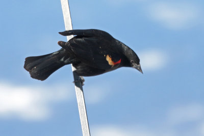 Red-winged Blackbird