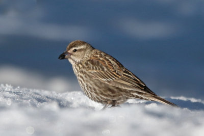 Red-winged Blackbird