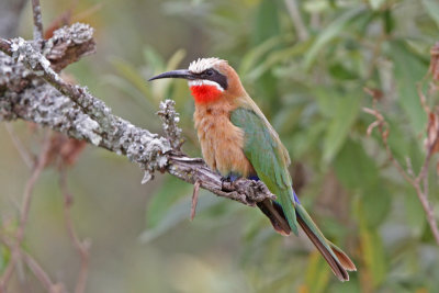 Kingfishers, Beeeaters, Rollers, Hoopoes