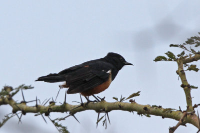 Babblers, Chatterers and Thrushes