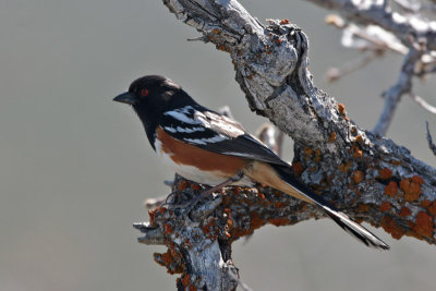 Spotted Towhee