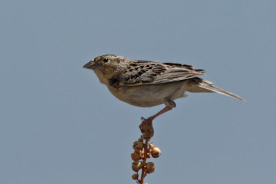 Grasshopper Sparrow