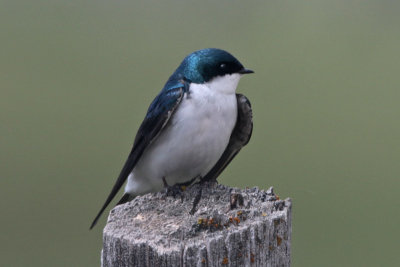 Tree Swallow