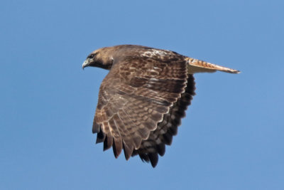 Red-tailed Hawk