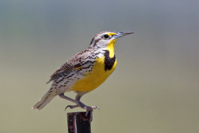 Western Meadowlark