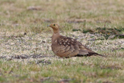 Chestnut-bellied Sandgrouse