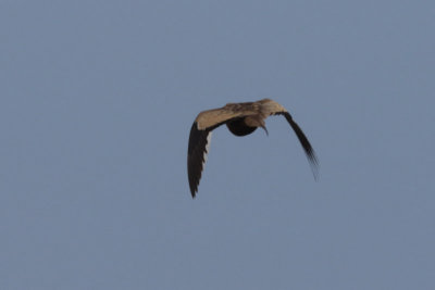 Chestnut-bellied Sandgrouse