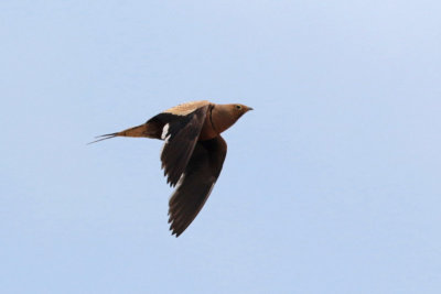 Chestnut-bellied Sandgrouse