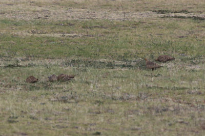 Chestnut-bellied Sandgrouse