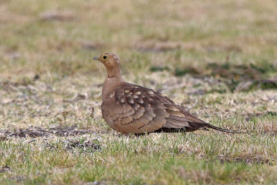 Chestnut-bellied Sandgrouse