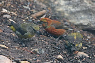 Red Crossbills