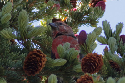 Red Crossbill