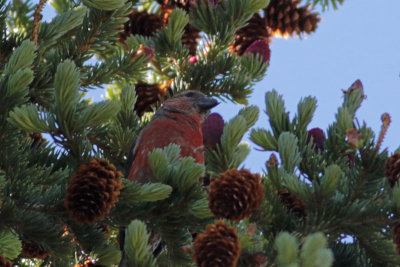 Red Crossbill