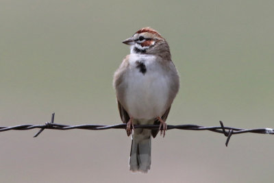 Lark Sparrow