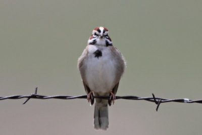 Lark Sparrow