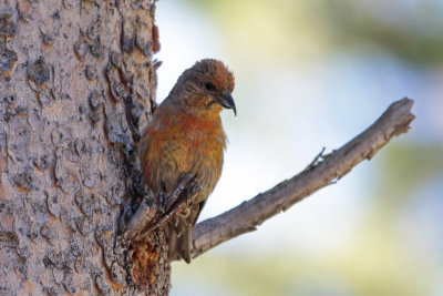 Red Crossbill