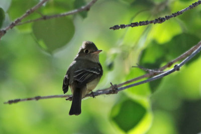 Cordilleran Flycatcher