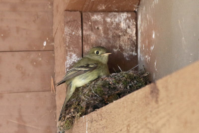 Cordilleran Flycatcher