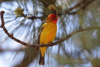 Western Tanager