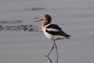 American Avocet