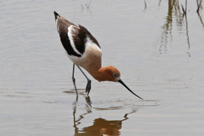 American Avocet