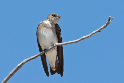 Northern Rough-winged Swallow