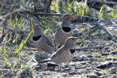 Northern Flickers courtship