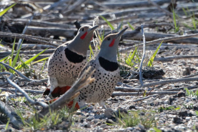 Courting