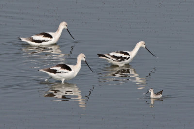 Size differential: American Avocets and a Wilson's Phalarope