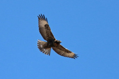 Red-tailed Hawk (Dark Juvenile)