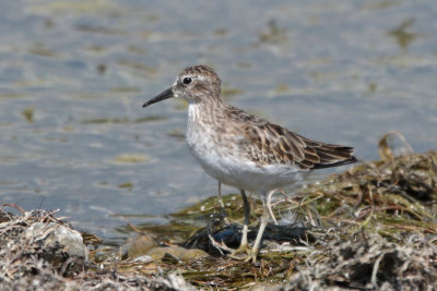 Least Sandpiper