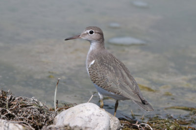 Spotted Sandpiper