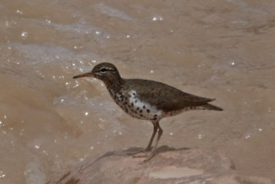 Spotted Sandpiper