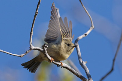 Ruby-crowned Kinglet