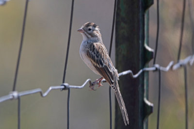 Brewer's Sparrow